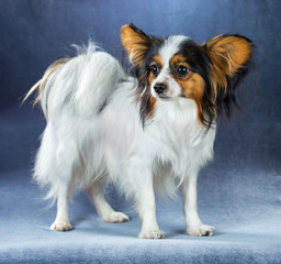 Young dog of breed papillon 