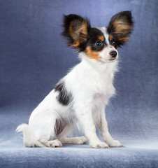 Funny Puppy Papillon