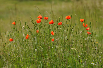 Amapolas en primavera