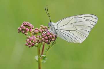 Mariposa y flor en primavera