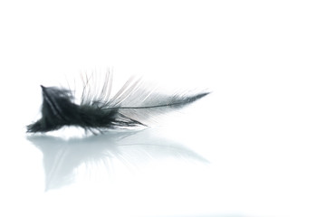 Black feather with beautiful reflection on white background