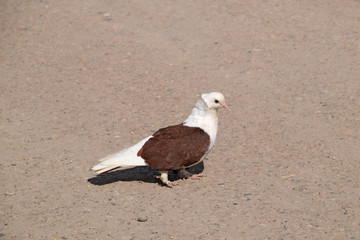 Purebred white-brown pigeon