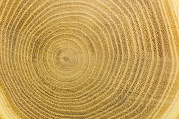 Close up of wooden cut texture. Tree trunk texture