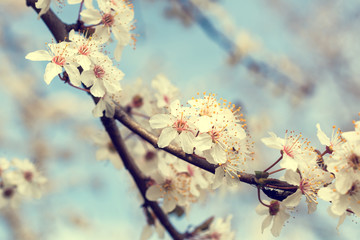 Branch of a blossoming cherry tree against blue sky. Vintage effect applied