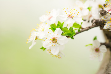Obraz na płótnie Canvas Spring season - flowers of cherry
