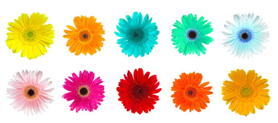 heads of gerbera flowers