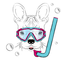 French Bulldog wearing a mask for diving. A Bulldog with a pipe. Swimmer. Hipster. Postcard with a Bulldog . Print.