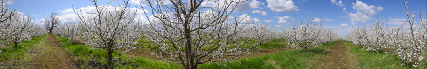 Flowering plum garden