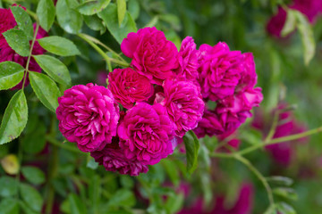 pink roses bush