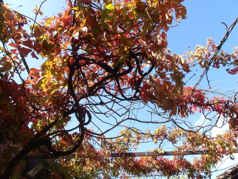 Piante da ornamento