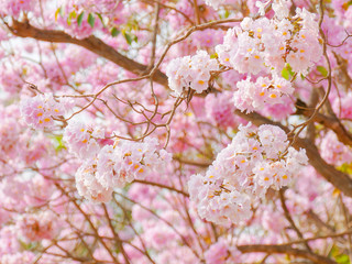 Beautiful pink trumpet flower blooming