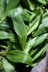Wild young green garlic leaves 
