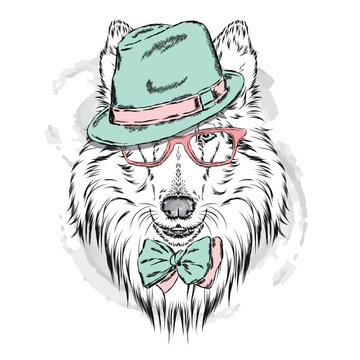 Pedigree dogs painted by hand. Collie wearing a hat and sunglasses. Vector illustration.