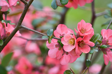 Fototapeta na wymiar Beautiful pink blossoms