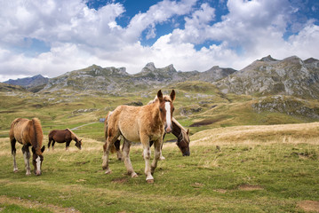Fototapeta na wymiar Herd of horses grazing near Pourtalet pass, Ossau valley in the Pyrenees, France