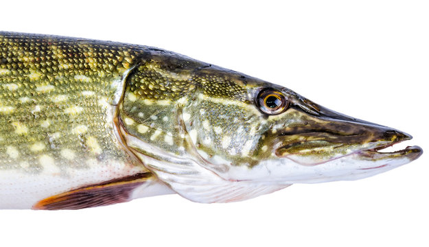 European pike portrait