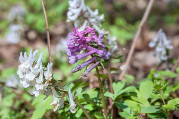 Corydalis flowers in forest