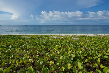 стелящееся растение на диком пляже