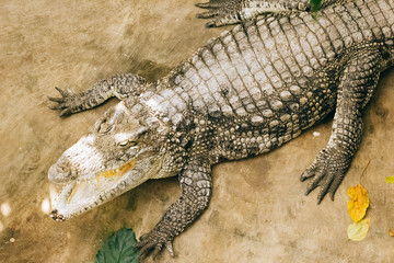crocodile