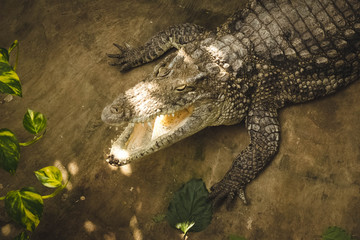 crocodile