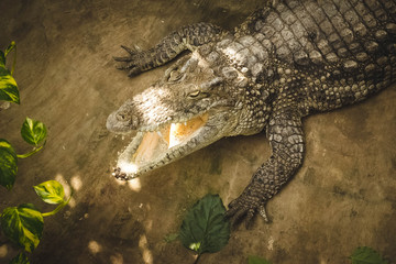 crocodile