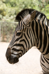 Fototapeta na wymiar Zebra in a safari park