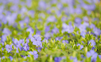 Closeup photo of blue flowers