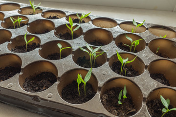 seedling vegetables, sprouts of red pepper.