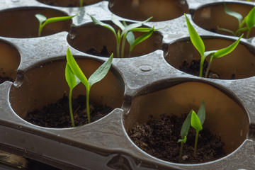 seedling vegetables, sprouts of red pepper.