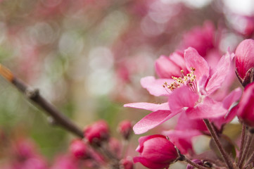 Macro fuchsia Flowers on the right