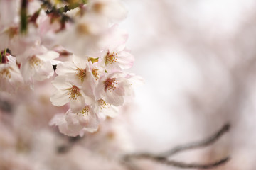桜の花