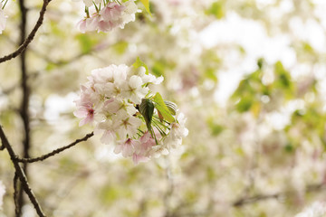 桜