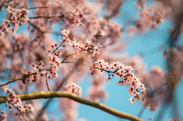 Sakura cherry blossom in the sunlight with narrow depth of field