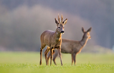 Roe deer buck and doe