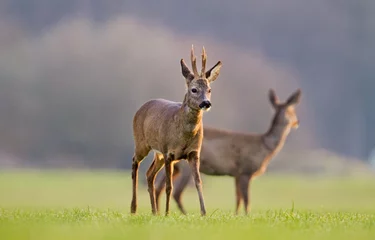 Acrylic prints Roe Roe deer buck and doe