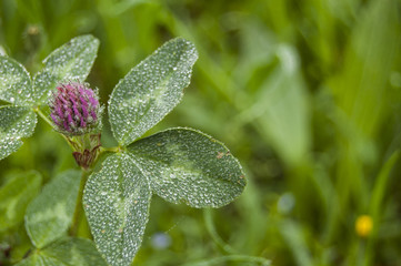 Macro Morning Dews on Pink Flowers