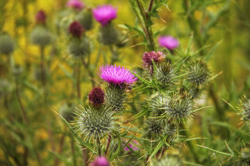 Field with Silybum marianum, Milk Thistle 