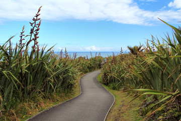 Pathway through spiny spaniards in Greymouth, New Zealand - obrazy, fototapety, plakaty