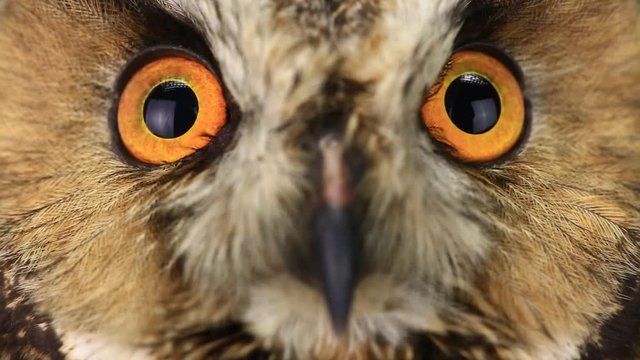 portrait, look of an owl with closing of eyes