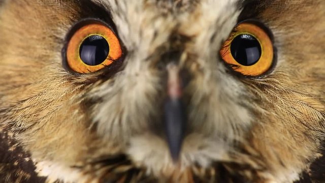 portrait, look of an owl with closing of eyes