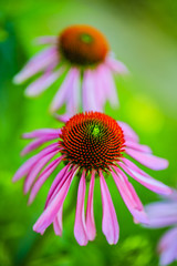 Summer garden, Purple Coneflowers (Echinacea)
