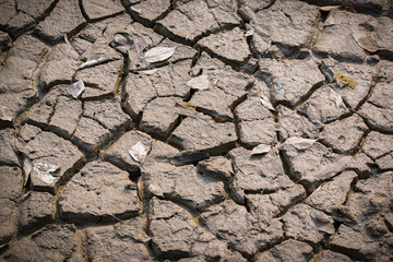 Arid and dry cracked earth with dry leaves.