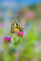 Fototapeta na wymiar Butterfly on pink flowers 