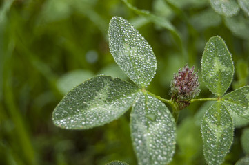 Morning Dews on Flowers right Positions