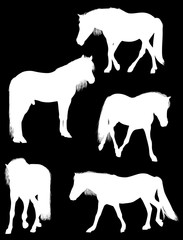 five white horses on black