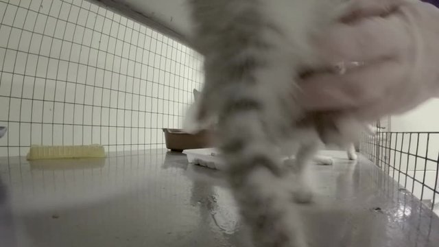 Little kittens in a cage at the animal shelter