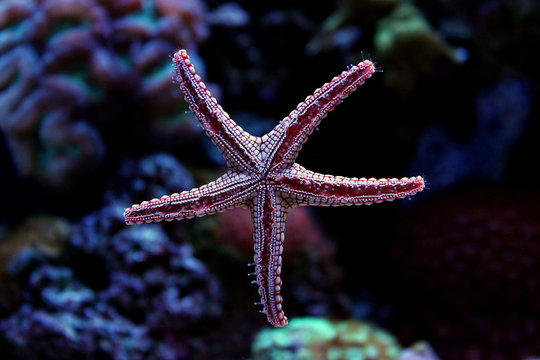 Fromia starfish