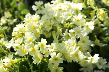 Blumenwiese