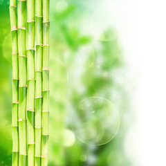 Fototapeta na wymiar green bamboo stems