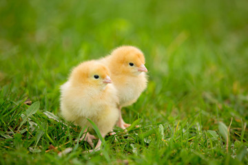 Two fluffy chicks walks in green grass
